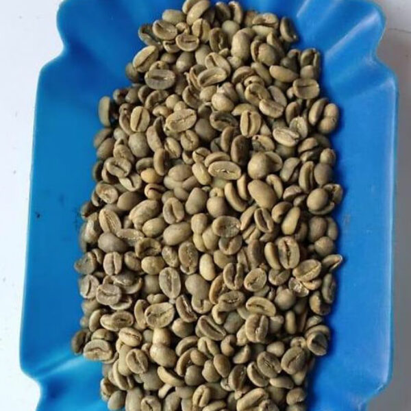 Arabica Gayo Luwak
