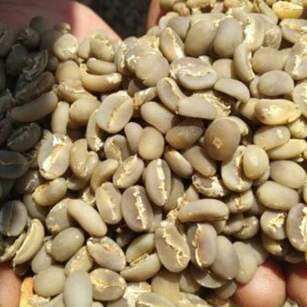 Arabica Java Island