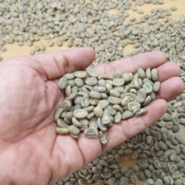 Arabica Mandhailing