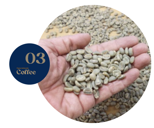 Arabica Gayo Aceh Arabica Coffee is one of the plantation crops that is the leading export product in Indonesia