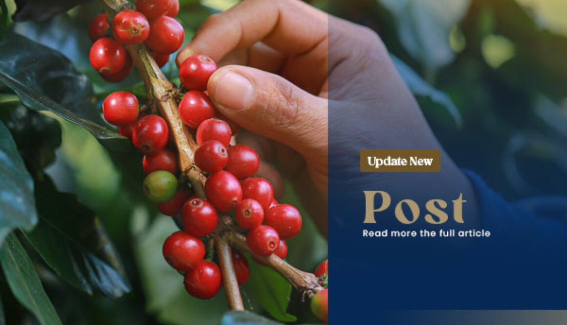 papuaindonesiacoffe-blog-01