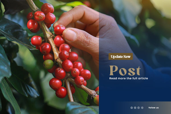 papuaindonesiacoffe-blog-01