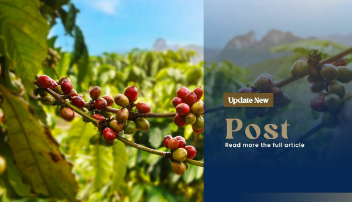 papuaindonesiacoffe-blog-02