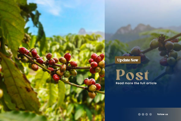 papuaindonesiacoffe-blog-02
