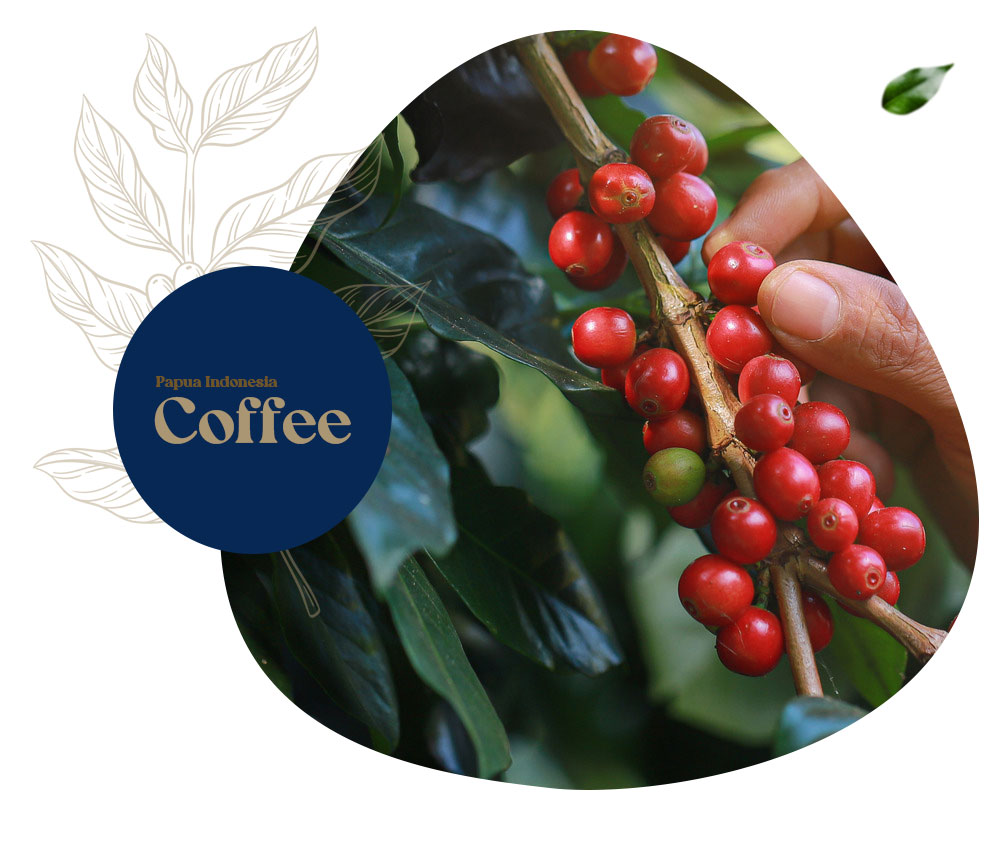 papuaindonesiacoffe-profil papuaindonesiacoffe-profil